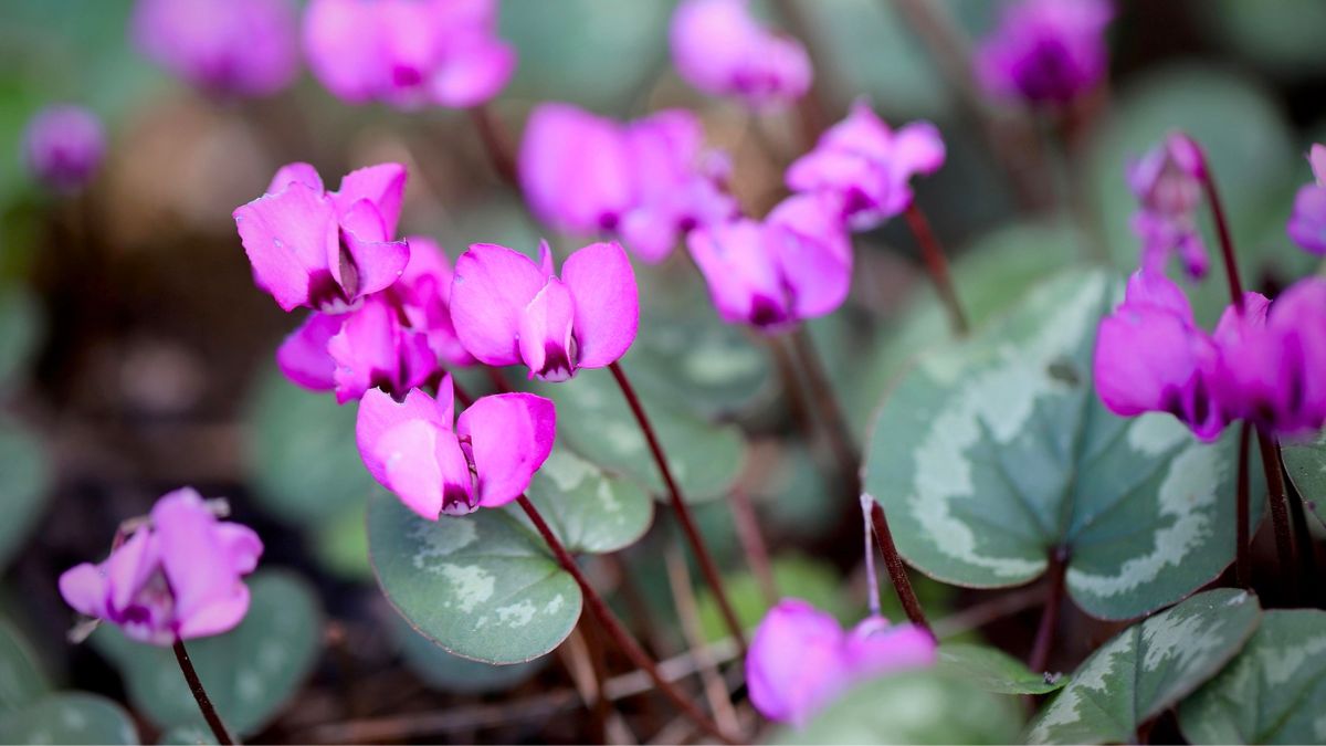 Cyclamen Coum by Morel