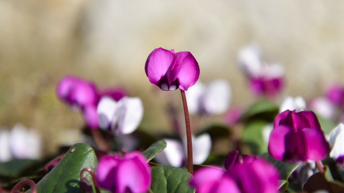 Cyclamen Coum Fuchsia by Morel