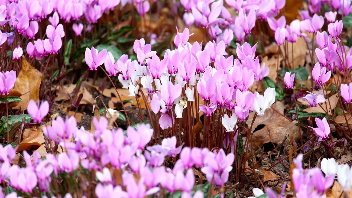 Cyclamen Hederifolium by Morel