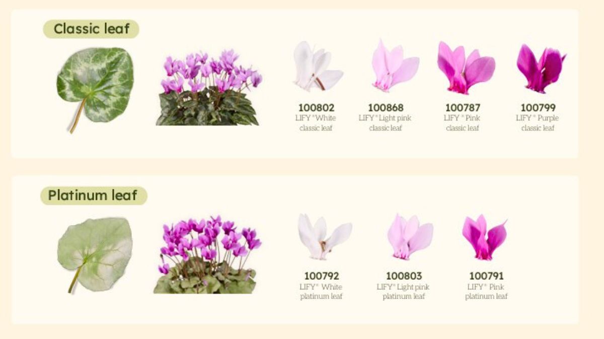 Cyclamen Lify Hederifolium by Morel