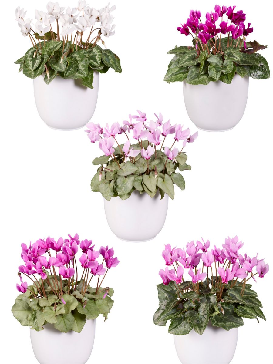 Cyclamen Hederifolium by Morel