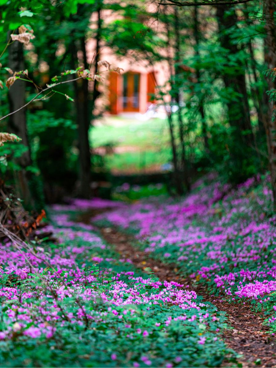 Morel Cyclamen botanical landscape by Andreas Brun