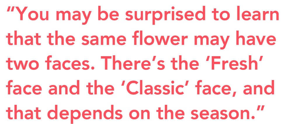 Hydrangea World Iconic quote
