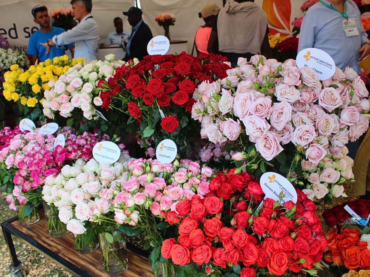 United Selections roses 2025 Naivasha Horticultural Fair: A Weekend for Networking and Supporting a Charitable Cause