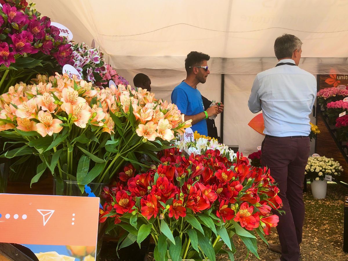 Alstroemeria varieties 2025 Naivasha Horticultural Fair: A Weekend for Networking and Supporting a Charitable Cause