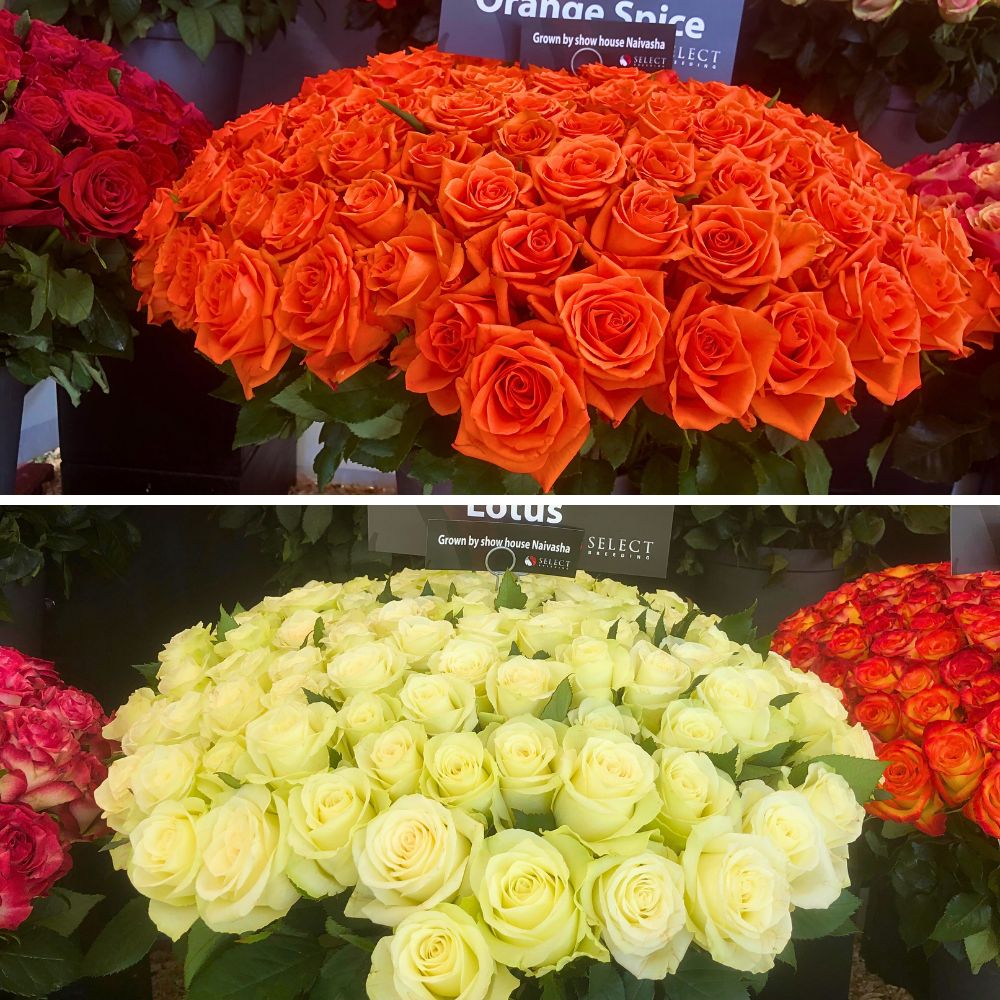 Varieties from Select Breeding 2025 Naivasha Horticultural Fair: A Weekend for Networking and Supporting a Charitable Cause