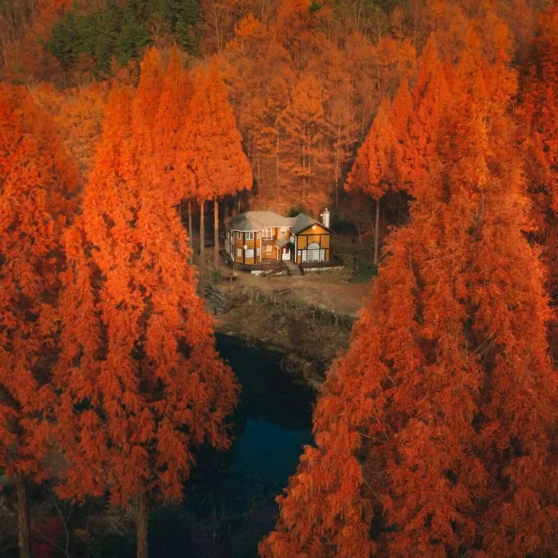 fall foliage in New England