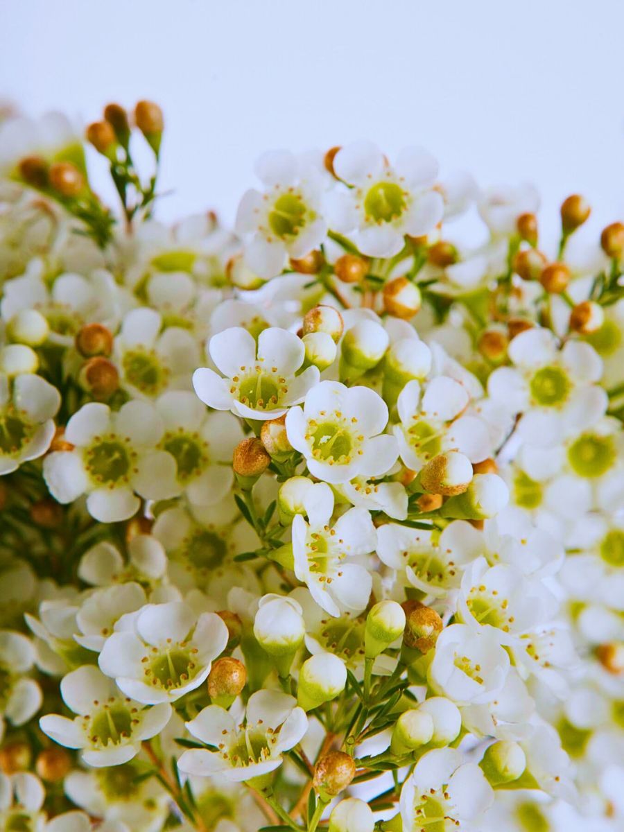 Free-Spirited Waxflower Varieties for Designers Who Dare to Stand Out