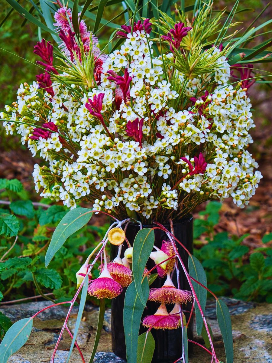 Free-Spirited Waxflower Varieties for Designers Who Dare to Stand Out