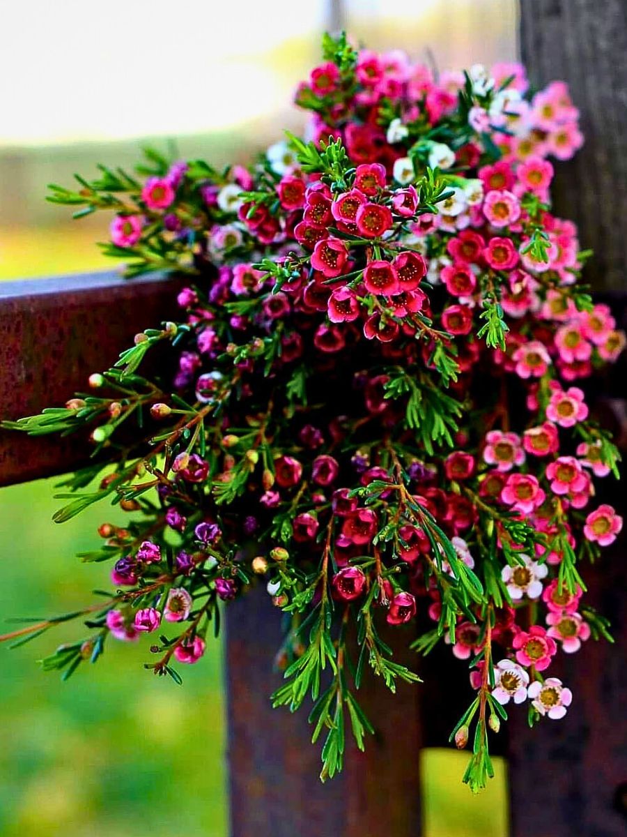 Free-Spirited Waxflower Varieties for Designers Who Dare to Stand Out
