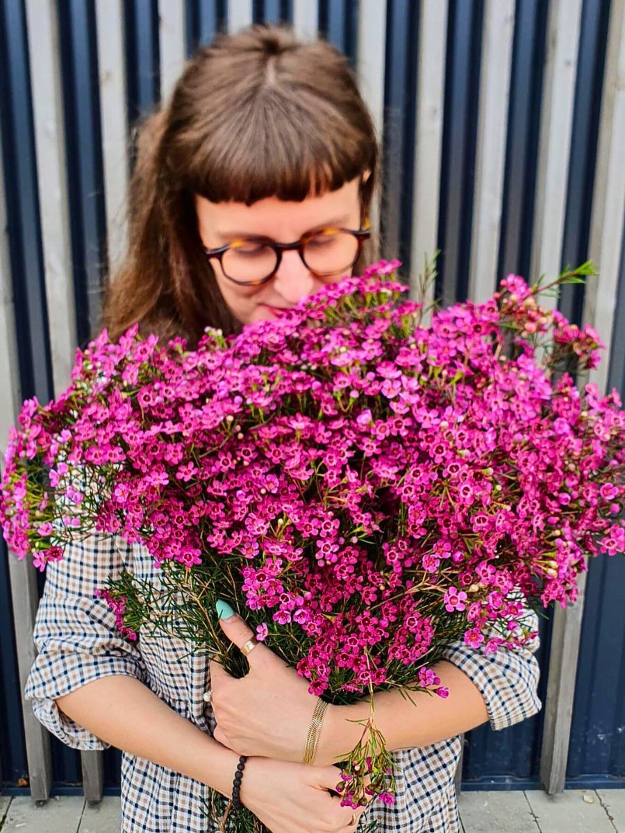Helix Australia's Waxflowers, grown by Flora United, for the savvy designer who wants to break free from the norm.