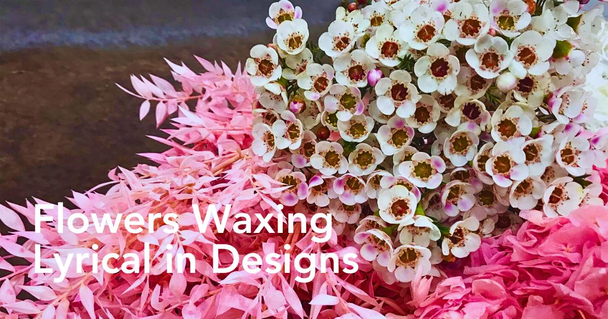 Helix Australia's Waxflowers, grown by Flora United, for the savvy designer who wants to break free from the norm.