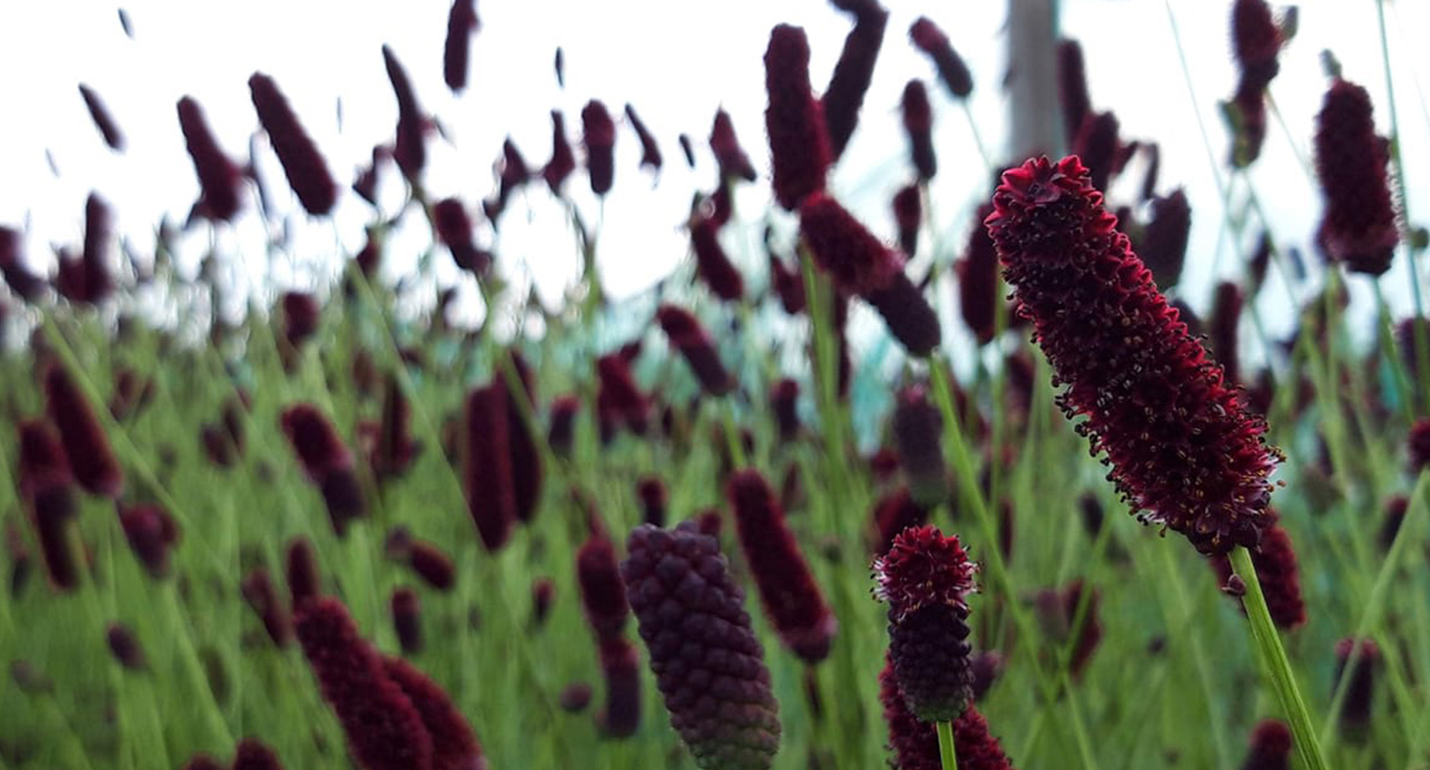 BD Flowers grower on Thursd header