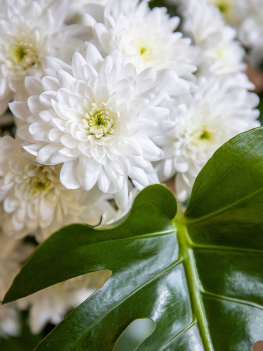 Chrysanthemum Pina Colada by Dummen Orange