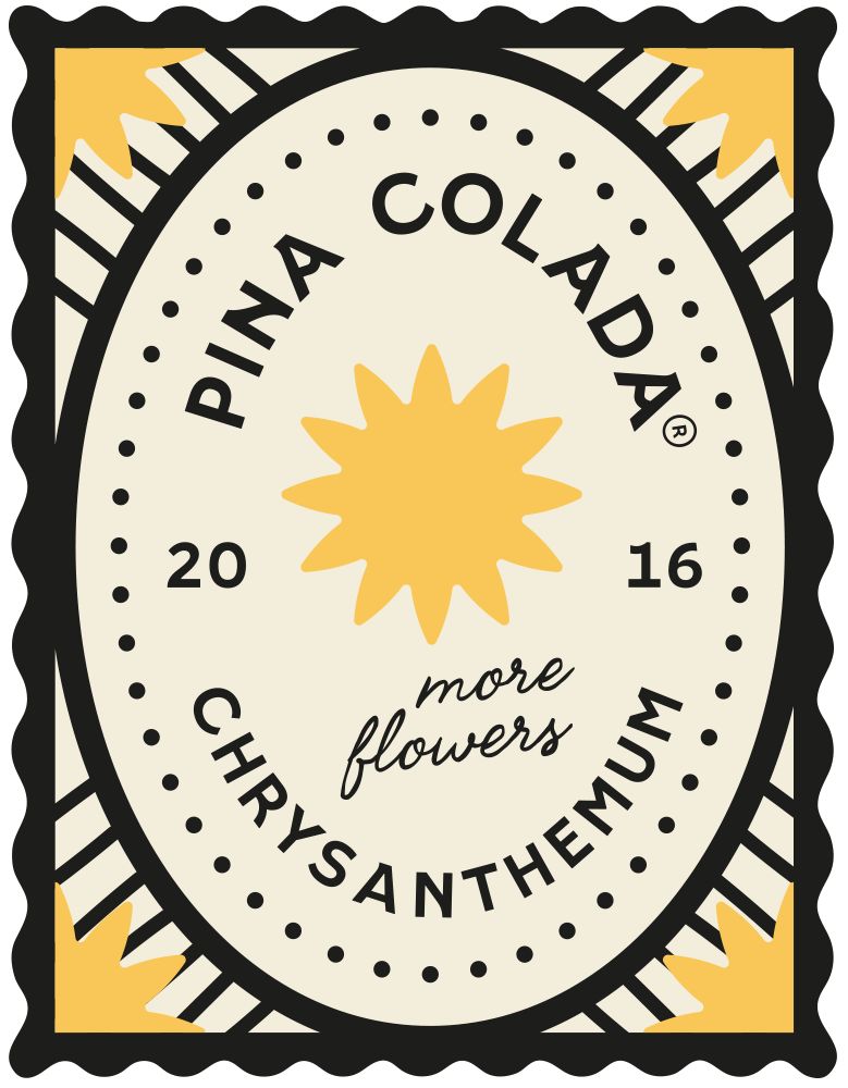 Chrysanthemum Pina Colada new logo by Dummen Orange