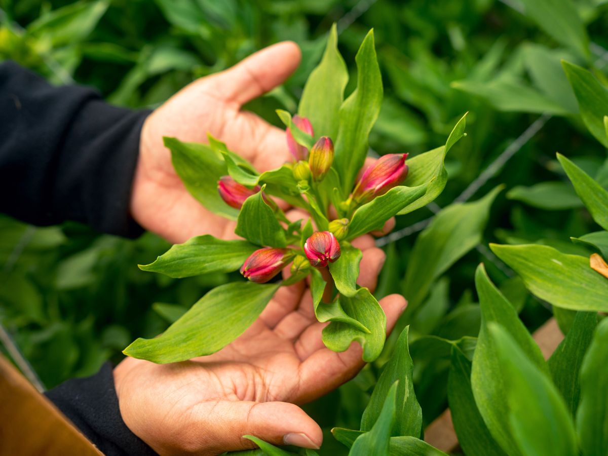 Alstroemeria growth process at Flores de los Andes