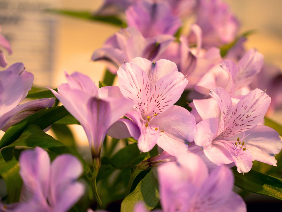 Lily colored alstroemeria by Flores de los Andres