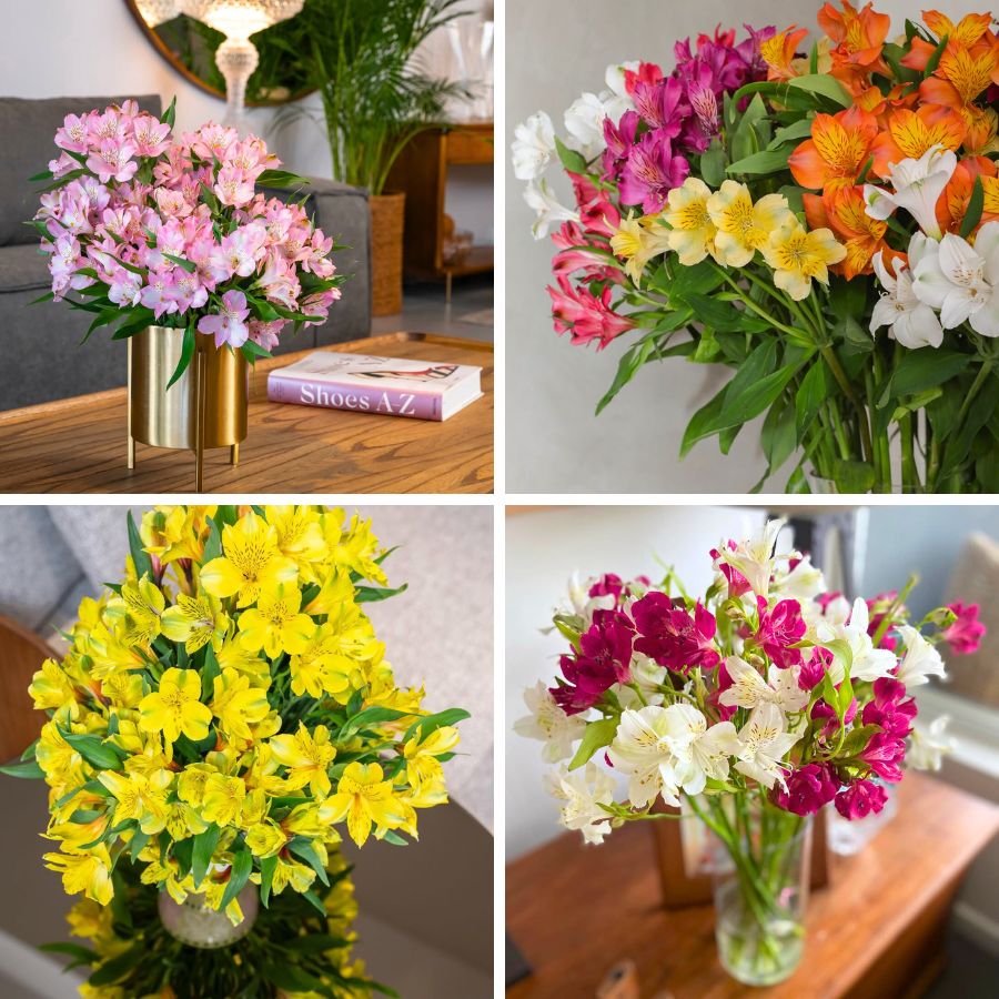 Alstroemerias arranged at home