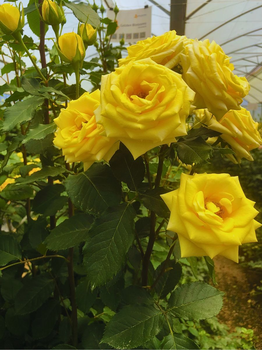 Breeder United Selections Wide Variety of Spray Roses in the Blossoms Series.