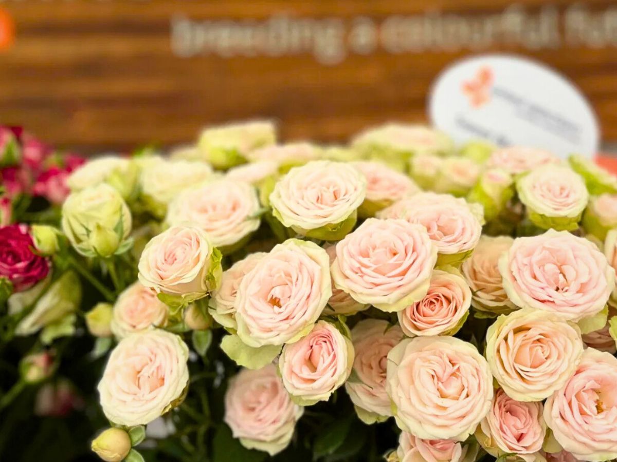 Breeder United Selections Wide Variety of Spray Roses in the Blossoms Series.