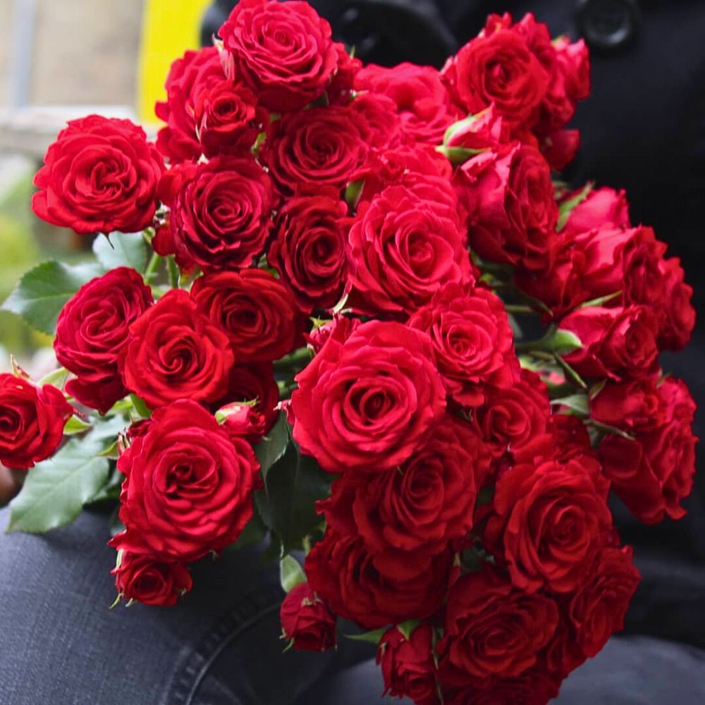Breeder United Selections Wide Variety of Spray Roses in the Blossoms Series.