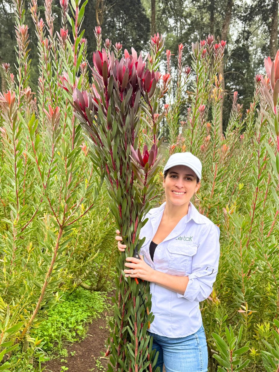 Mariela of Tak with Leucodendron