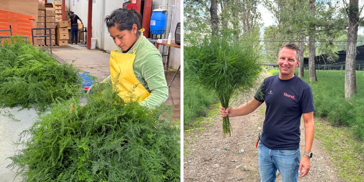 TAK Asparagus Tree Fern