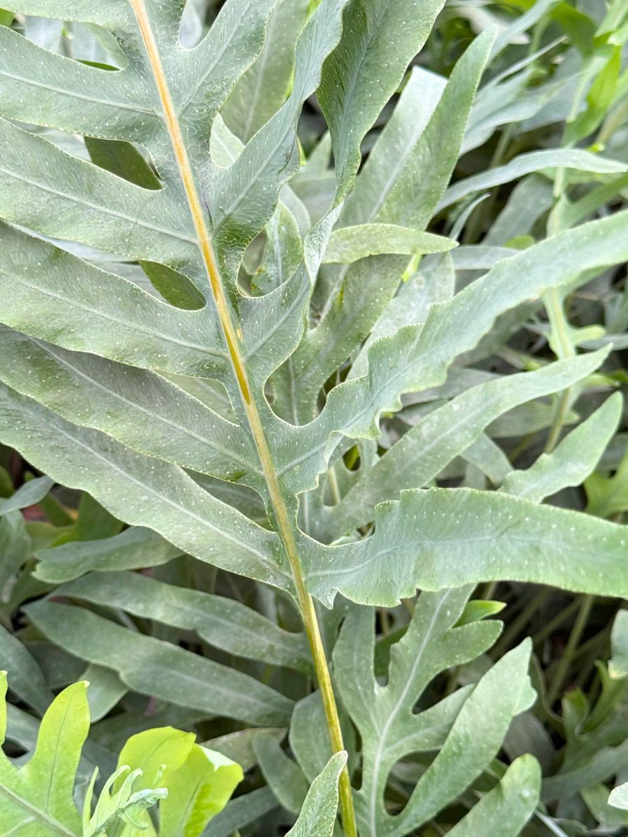 The texture of Eucalyptus Cinerea