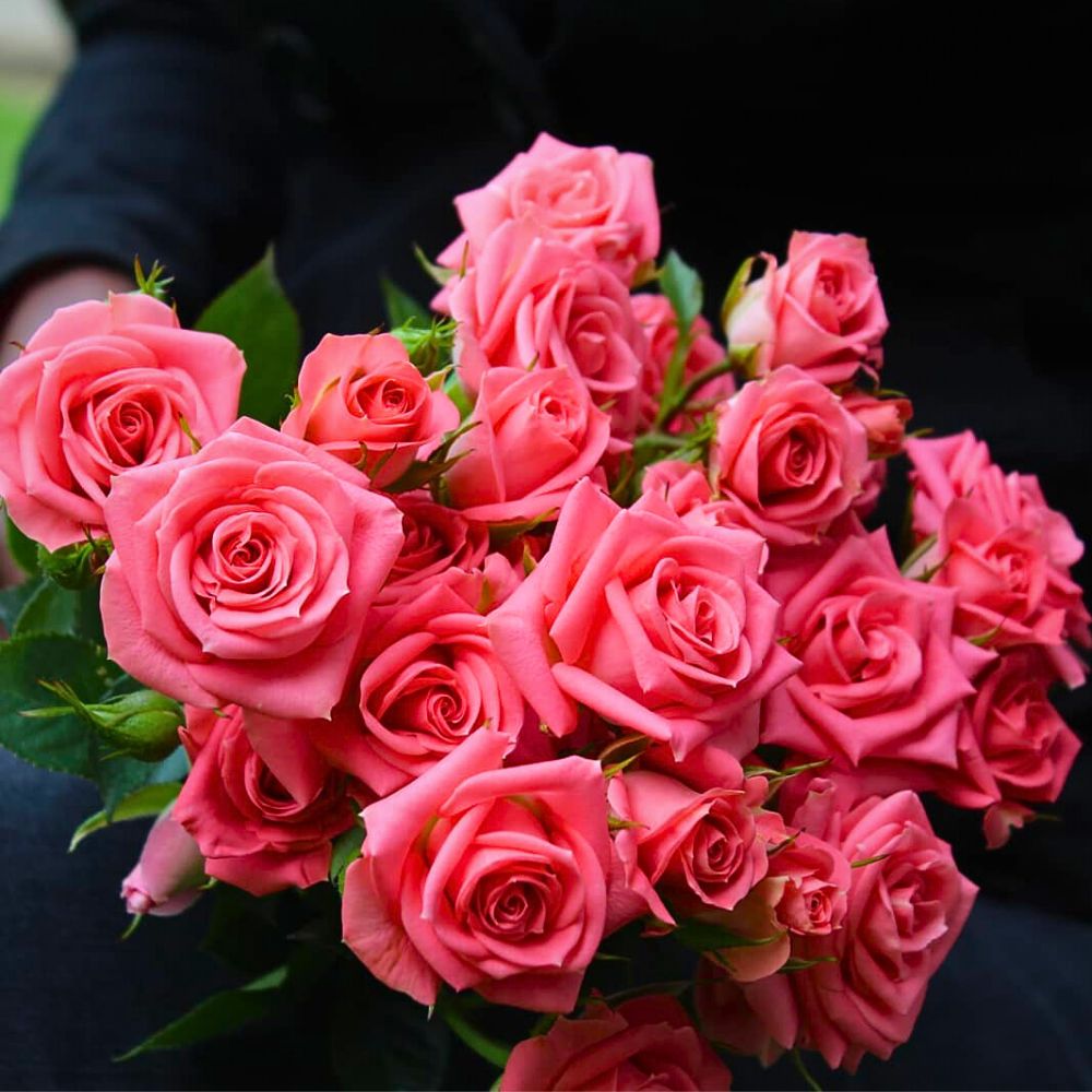 Breeder United Selections Wide Variety of Spray Roses in the Blossoms Series.
