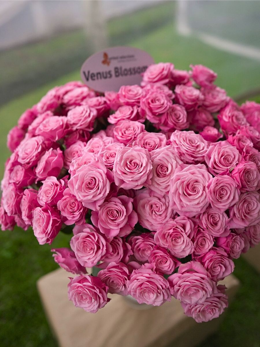 Breeder United Selections Wide Variety of Spray Roses in the Blossoms Series.