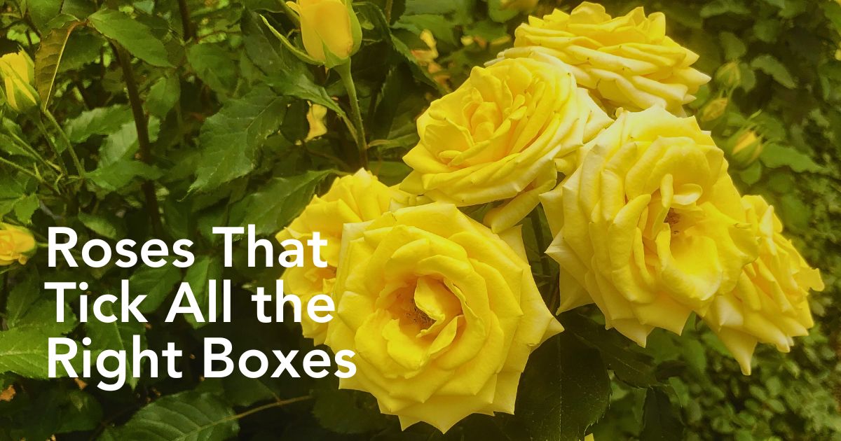 Breeder United Selections Wide Variety of Spray Roses in the Blossoms Series - Thursd Article