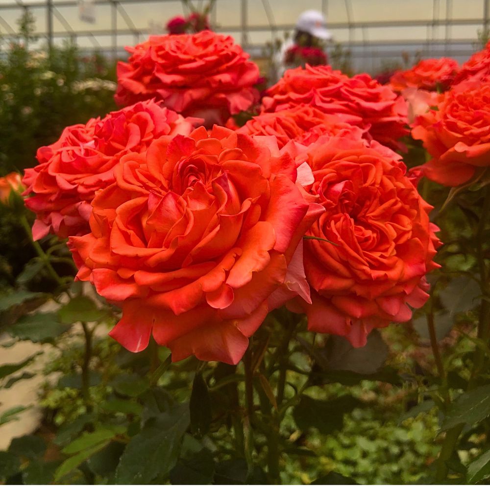 Breeder United Selections Wide Variety of Spray Roses in the Blossoms Series - Thursd Article