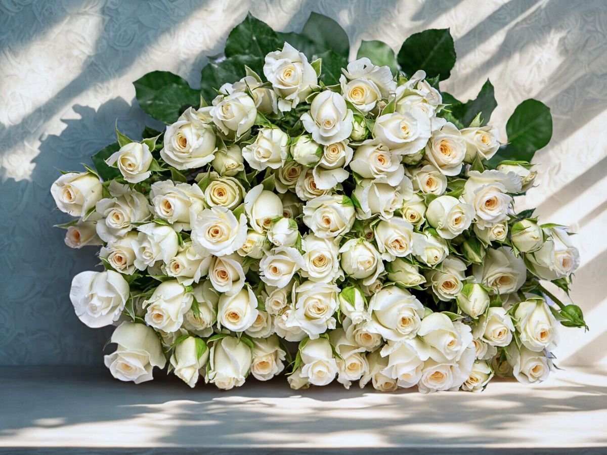 Breeder United Selections Wide Variety of Spray Roses in the Blossoms Series - Thursd Article