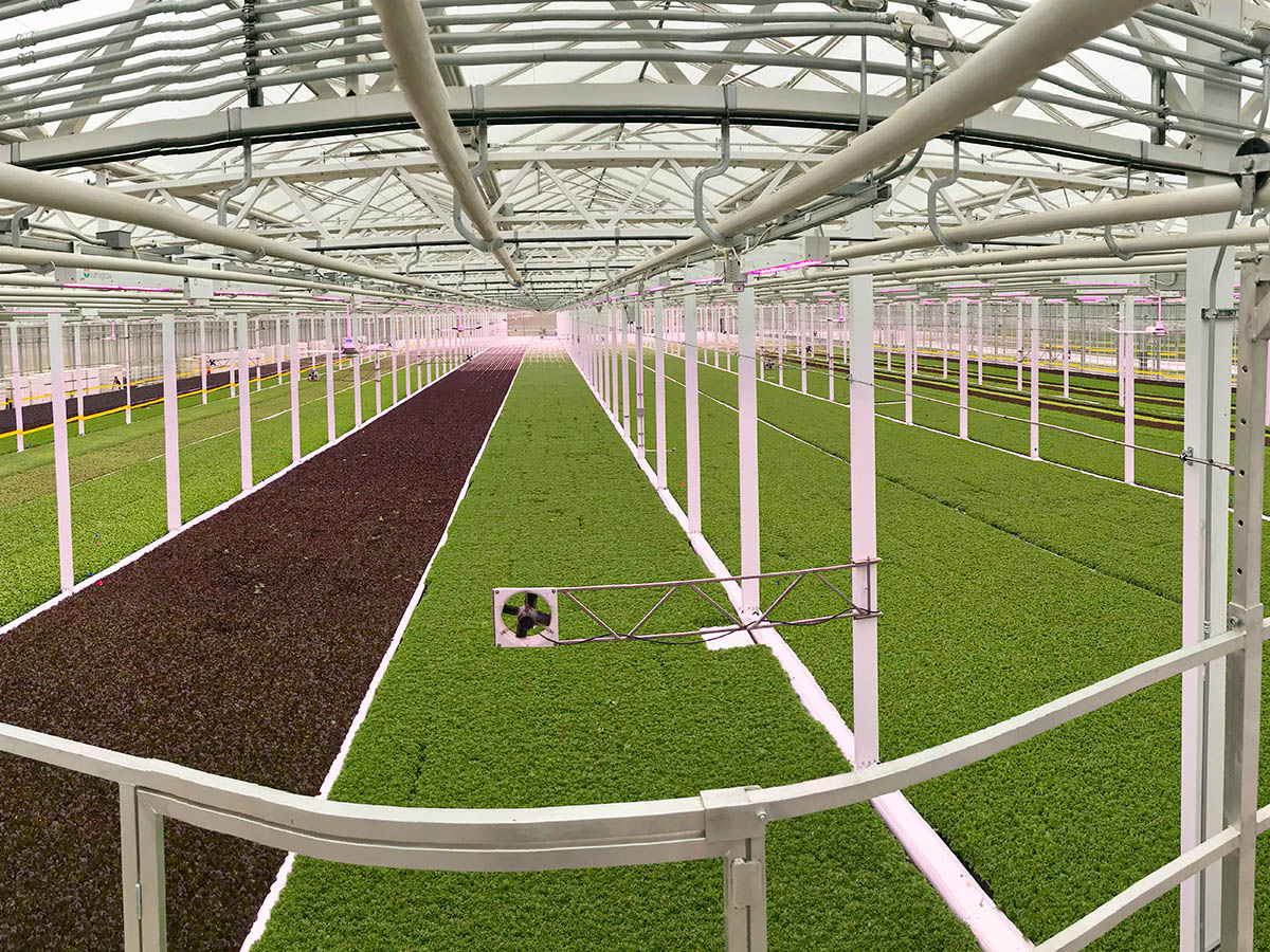 Empty young plants greenhouse