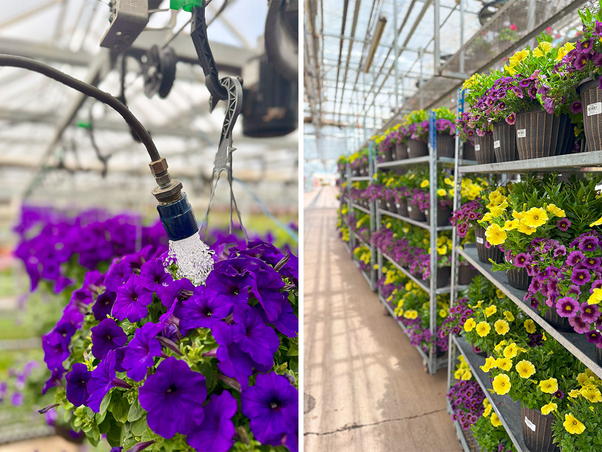 Purple Petunia getting water in greenhouse