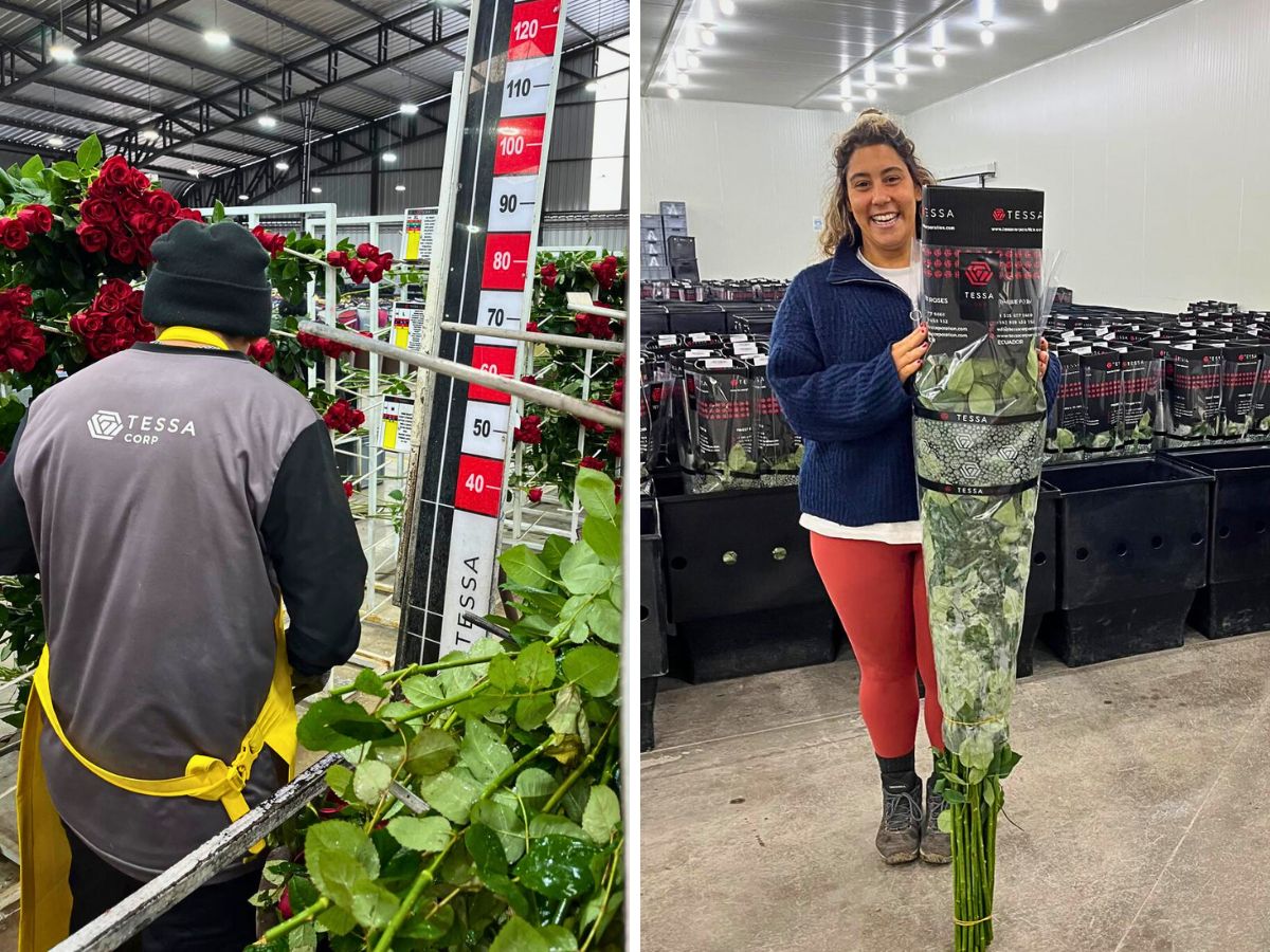 Florist Victoria Clemson Visits Tessa Roses in Ecuador.