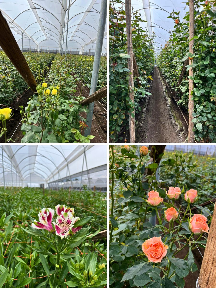 Florist Victoria Clemson Visits Tessa Roses in Ecuador.