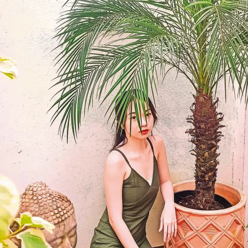 The Pygmy Date Palm, Also Called Dwarf Date Palm, Miniature Date Palm, or Robellini Palm, Scientifically Known as Phoenix Roebelenii. - Thursd Article