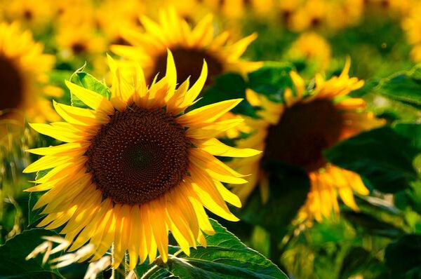 Yellow Flower Meanings Sunflower 