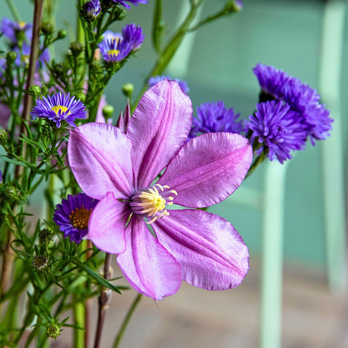 Clematis Amazing® Tokyo Clematis Amazing® Tokyo