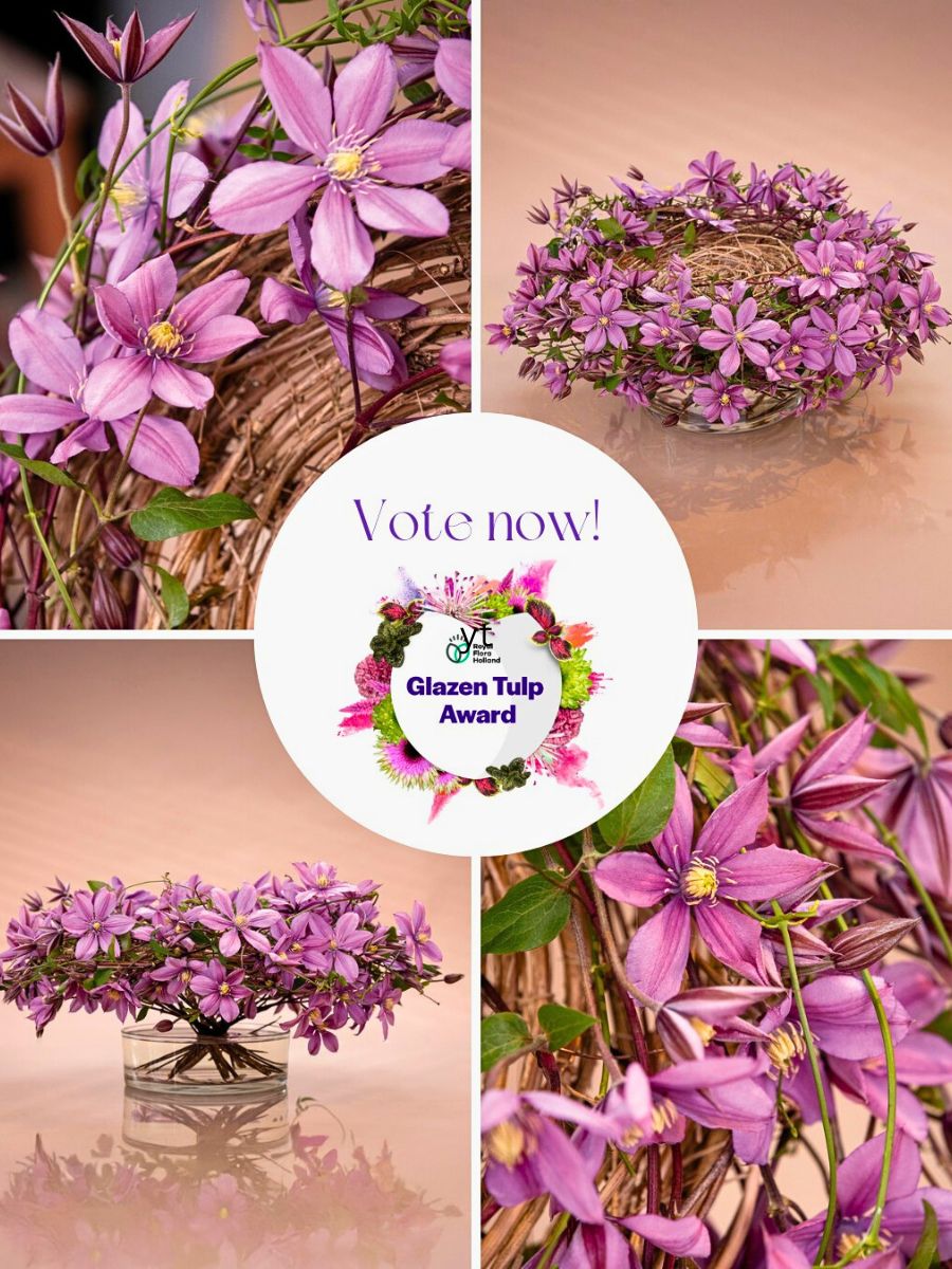 Clematis Amazing® Tokyo