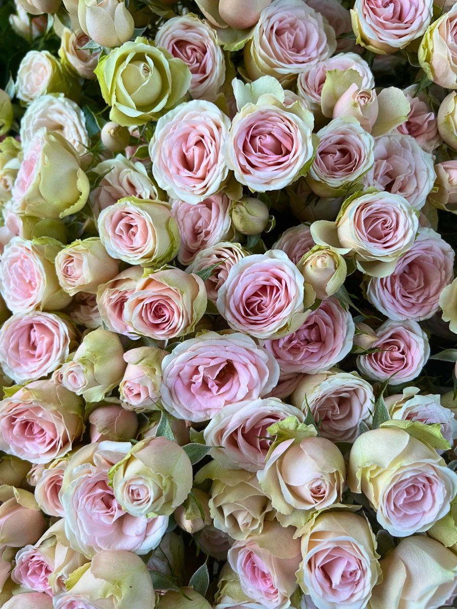 Breeder United Selections Wide Variety of Spray Roses in the Blossoms Series - Thursd Article