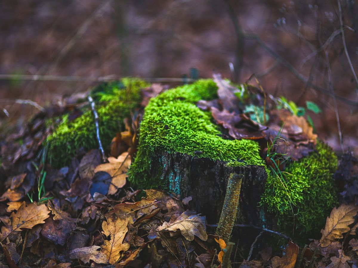 Here’s Why Moss Is One of Nature’s Most Underrated Ecological and Well-Being Superstars - Thursd Article