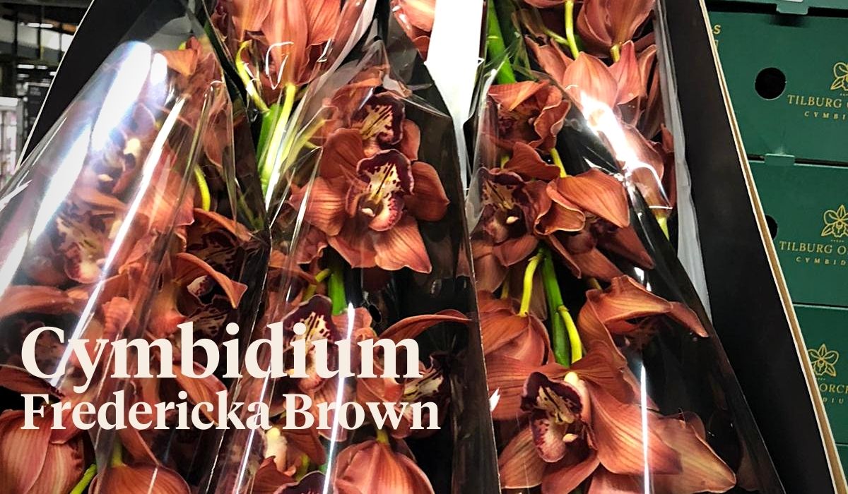 Peter van Delft weekly Menu 45 - Cymbidium Fredericka Brown