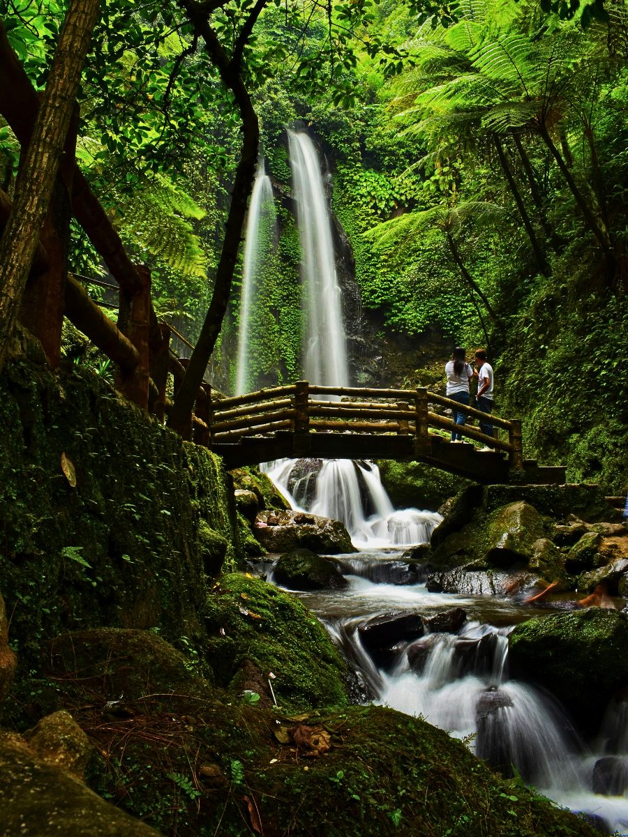 Here’s Why Moss Is One of Nature’s Most Underrated Ecological and Well-Being Superstars - Thursd Article