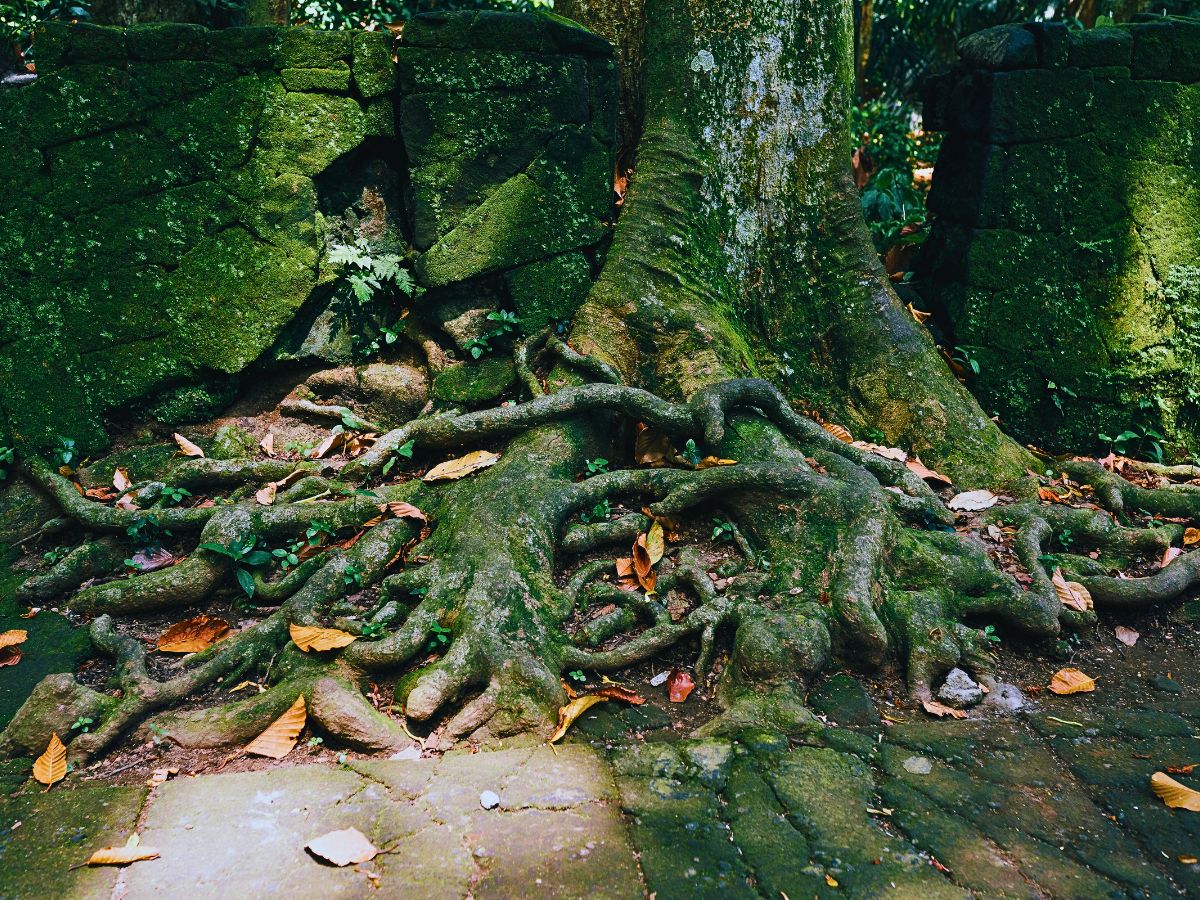 Here’s Why Moss Is One of Nature’s Most Underrated Ecological and Well-Being Superstars - Thursd Article