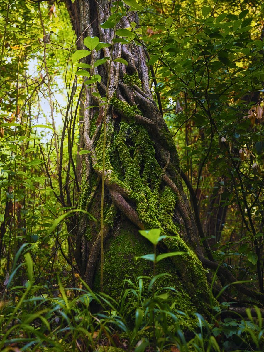 Here’s Why Moss Is One of Nature’s Most Underrated Ecological and Well-Being Superstars - Thursd Article