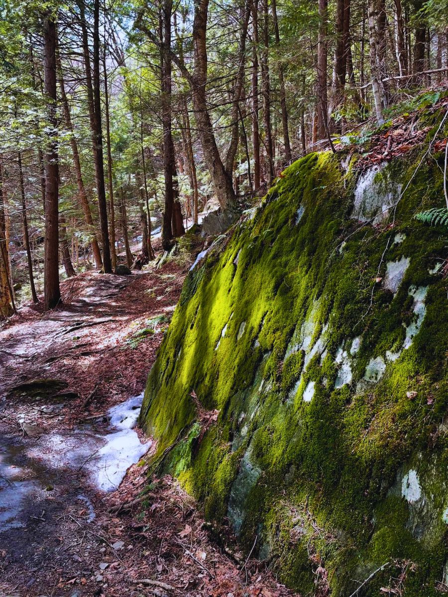 Here’s Why Moss Is One of Nature’s Most Underrated Ecological and Well-Being Superstars - Thursd Article