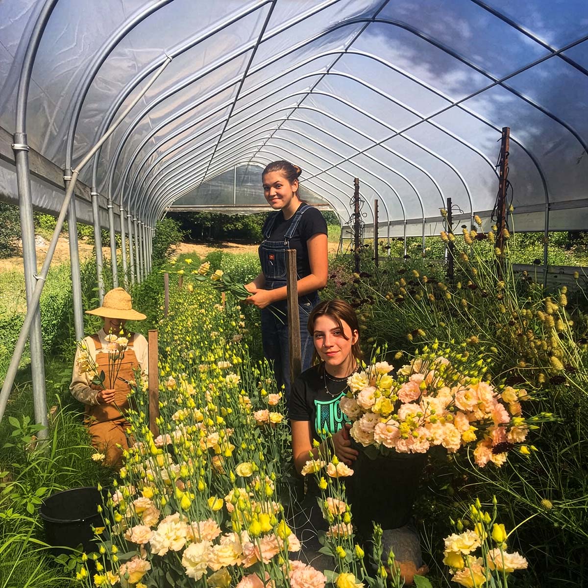 Harvesting flowers at littleboyflowers Harvesting flowers at littleboyflowers
