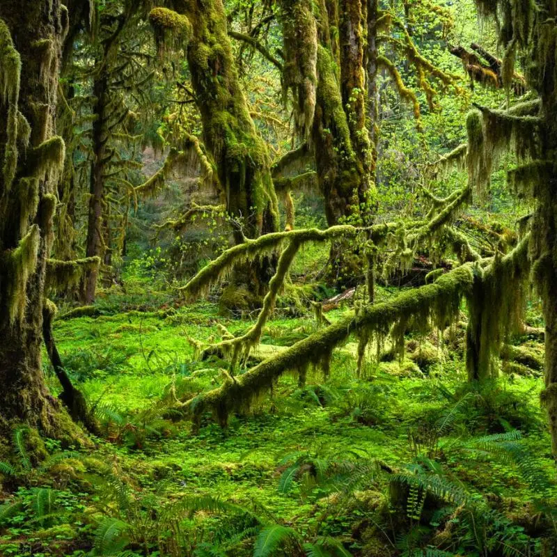 Ancient forests